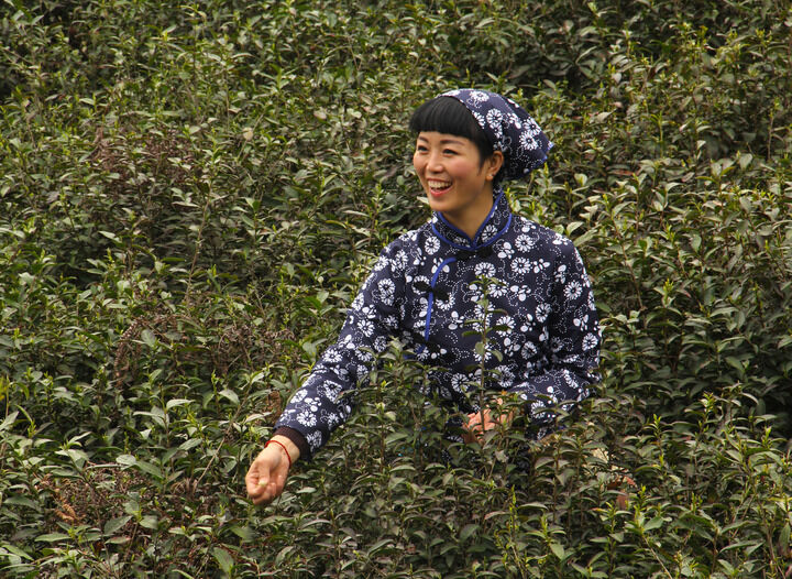 天鹅芭热门4